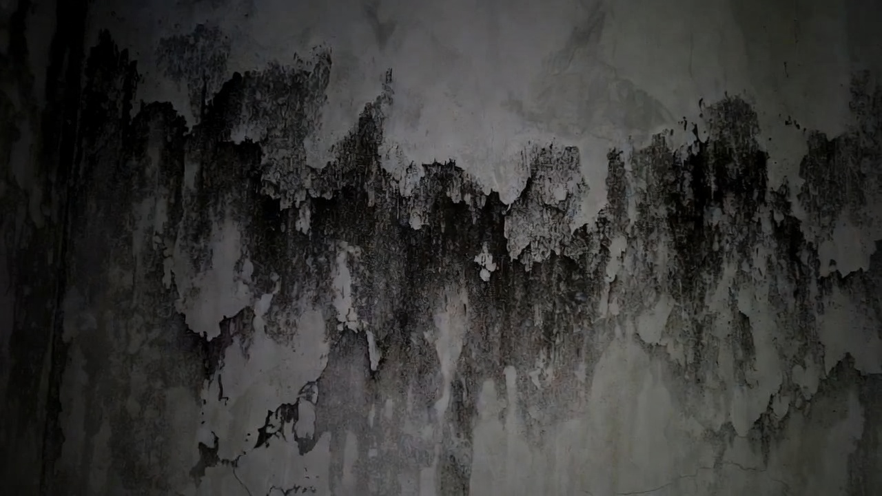 Moisissure Noire Stachybotrys