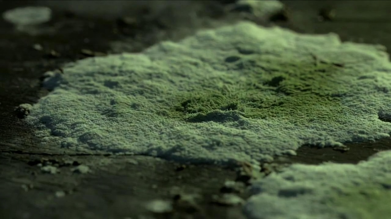 Moisissure Verte Aspergillus