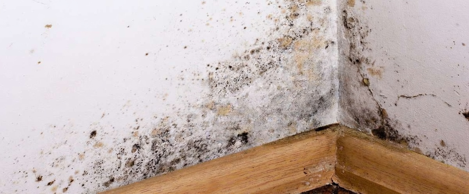 Mur intérieur avec traces de moisissure